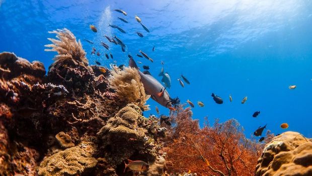 Pesona keindahan bawah laut di Raja Ampat. Pesona keindahan bawah laut di Raja Ampat. (Dok. Kemenparekraf)