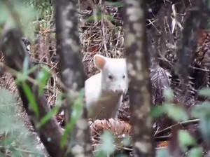 Video Momen Langka Fotografer Bertemu Pudu Albino di Hutan Chili