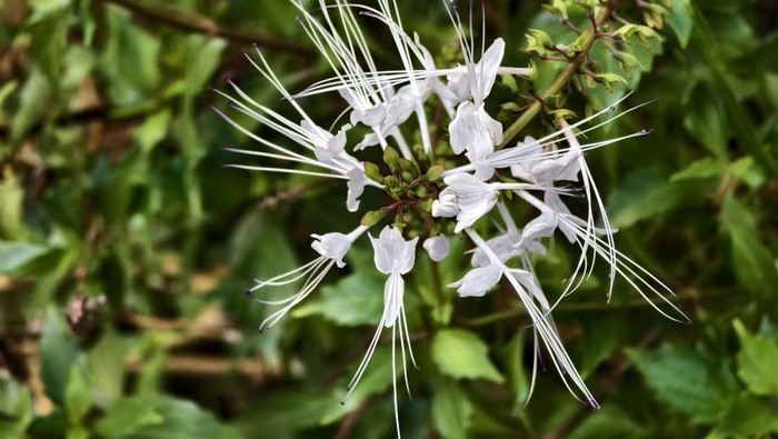 Benarkah Kumis Kucing Bisa Atasi Diabetes? Ini Penjelasan Pakar Herbal
