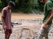 Malam Mencekam Saat Pendulang Emas di Pohuwato Dililit-Digigit Piton 7 Meter