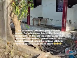 7 Foto Artis Ungkap Kondisi Banjir di Bali, Ada yang Rumahnya Ikut Terdampak