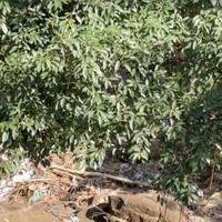 Nana Mirdad baru saja membagikan update mengenai kondisi di sekitar rumahnya usai banjir di Bali. Terlihat banjir di Bali membuat banyak pohon-pohon ikut tumbang dan menyisakan banyak sampah di sekitar sungai. Foto: Instagram