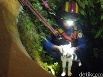 Damkar Evakuasi Kucing 5 Hari Terjebak Dalam Sumur di Klaten