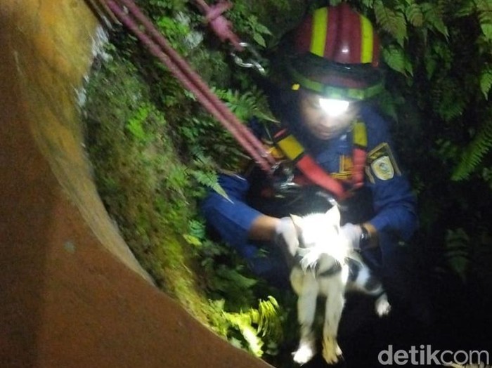 Damkar Klaten mengevakuasi kucing dari dalam sumur di Tonggalan, Klaten, Jumat (12/9/2025).