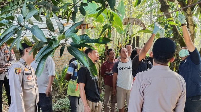 Polisi melakukan olah TKP remaja putri yang gantung diri di pohon mangga..