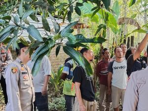 Remaja Putri di OKU Timur Ditemukan Tewas Gantung Diri di Pohon Mangga