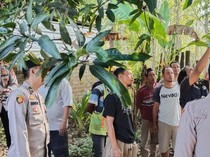 Remaja Putri di OKU Timur Ditemukan Tewas Gantung Diri di Pohon Mangga