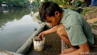Sungai Kalimas juga menjadi ladang mengais rejeki. Salah satunya para pencari cacing.