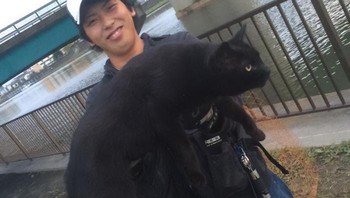 Kucing jantan raksasa ditemukan oleh seorang laki-laki di Jepang. Foto: nightbiscuit via Bored Panda