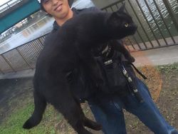 Hewan-hewan ini Punya Tubuh Luar Biasa Besar, Bikin Kaget!