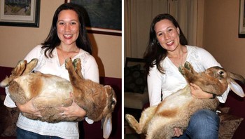 Kelinci ini beratnya 20 pounds atau sekitar 9 kg. Namanya Sluffy. Foto: mooshimooshi via Bored Panda
