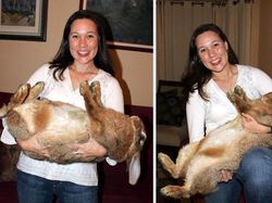 Hewan-hewan ini Punya Tubuh Luar Biasa Besar, Bikin Kaget!