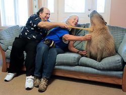 Hewan-hewan ini Punya Tubuh Luar Biasa Besar, Bikin Kaget!