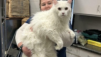 Maine coon memang jenis kucing yang panjang dan besar. Ukuran kucing ini benar-benar raksasa! Foto: kemidawn via Bored Panda