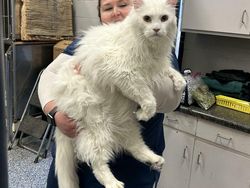 Hewan-hewan ini Punya Tubuh Luar Biasa Besar, Bikin Kaget!