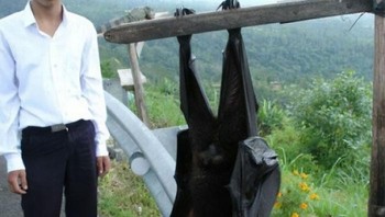 Kelelawar terbesar di dunia, rentang sayapnya mencapai enam kaki atau setara 1,8 m. Foto: resalles via Bored Panda