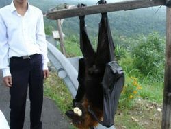 Hewan-hewan ini Punya Tubuh Luar Biasa Besar, Bikin Kaget!