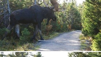 Apa yang akan kamu lakukan jika bertemu hewan jumbo ini? Foto: laydo via Bored Panda