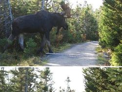 Hewan-hewan ini Punya Tubuh Luar Biasa Besar, Bikin Kaget!