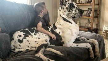 Meski badannya besar, anjing ini tetap maunya dipangku. Foto: vladgrinch via Bored Panda
