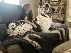 Hewan-hewan ini Punya Tubuh Luar Biasa Besar, Bikin Kaget!