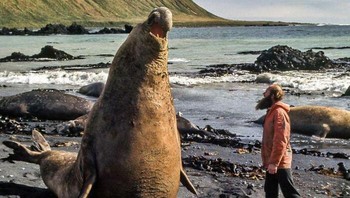 Gajah laut jantan yang ukurannya besar. Foto: aquilasr via Bored Panda