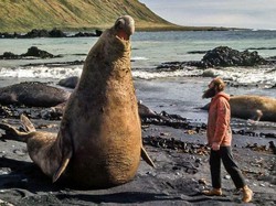 Hewan-hewan ini Punya Tubuh Luar Biasa Besar, Bikin Kaget!