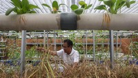 Pemilik kebun hidroponik Fans Hydro, Anis Fuad Salam (62), membersihkan gulma di sekitar tanaman padi di pekarangan rumahnya di Taktakan, Kota Serang, Banten, Kamis (11/9/2025). Ia tengah menguji coba inovasi budi daya padi gogo dengan metode hidroponik. ANTARA FOTO/Angga Budhiyanto 