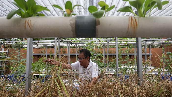 Pemilik kebun hidroponik Anis Fuad Salam (62) memanen tanaman padi di Fans Hydro, Taktakan, Kota Serang, Banten, Kamis (11/9/2025). Pemilik memanfaatkan sebagian lahan di pekarangan rumahnya untuk menguji coba inovasi budi daya tanaman padi jenis gogo dengan metode hidroponik yang dapat menghasilkan sebanyak 15-20 kilogram beras dari sekitar 800-1.000 bibit dalam satu kali panen selama 70 hari, di mana hal tersebut dilakukan guna mendukung ketahanan pangan keluarga serta mengedukasi masyarakat. ANTARA FOTO/Angga Budhiyanto/bar
