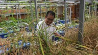 Dari sekitar 800 hingga 1.000 bibit, metode ini mampu menghasilkan 15–20 kilogram beras dalam satu kali panen selama 70 hari. Upaya tersebut dilakukan Anis untuk mendukung ketahanan pangan keluarga sekaligus mengedukasi masyarakat. ANTARA FOTO/Angga Budhiyanto 