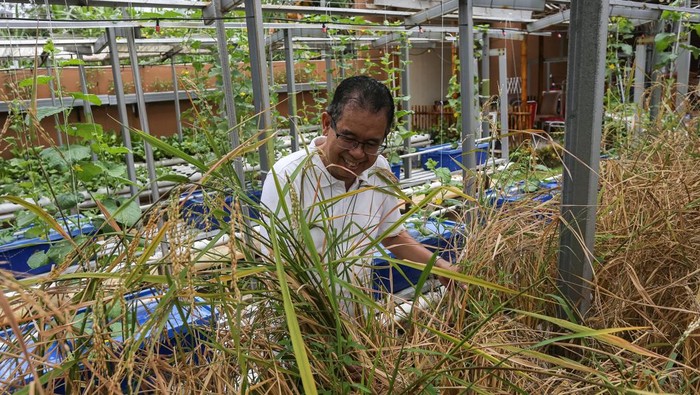 Pemilik kebun hidroponik Anis Fuad Salam (62) memanen tanaman padi di Fans Hydro, Taktakan, Kota Serang, Banten, Kamis (11/9/2025). Pemilik memanfaatkan sebagian lahan di pekarangan rumahnya untuk menguji coba inovasi budi daya tanaman padi jenis gogo dengan metode hidroponik yang dapat menghasilkan sebanyak 15-20 kilogram beras dari sekitar 800-1.000 bibit dalam satu kali panen selama 70 hari, di mana hal tersebut dilakukan guna mendukung ketahanan pangan keluarga serta mengedukasi masyarakat. ANTARA FOTO/Angga Budhiyanto/bar