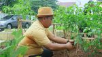 Narji Kini Jadi Petani, Bagikan Tips Mudah Menanam Pohon Cabai