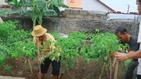Tak lupa Narji uga menyiapkan bambu rambahan sebagai media pohon untuk merambat. Bambunya diletakkan secara horizontal dari penyangga satu ke penyangga lainnya. Foto: YouTube/Abang Narji