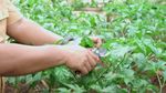 Narji Kini Jadi Petani, Bagikan Tips Mudah Menanam Pohon Cabai