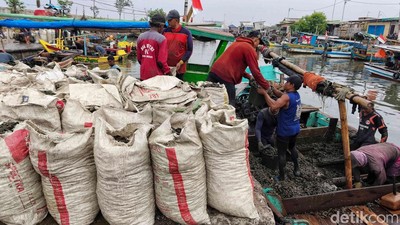 Nelayan Cilincing Gantungkan Hidup dari Kerang Hijau