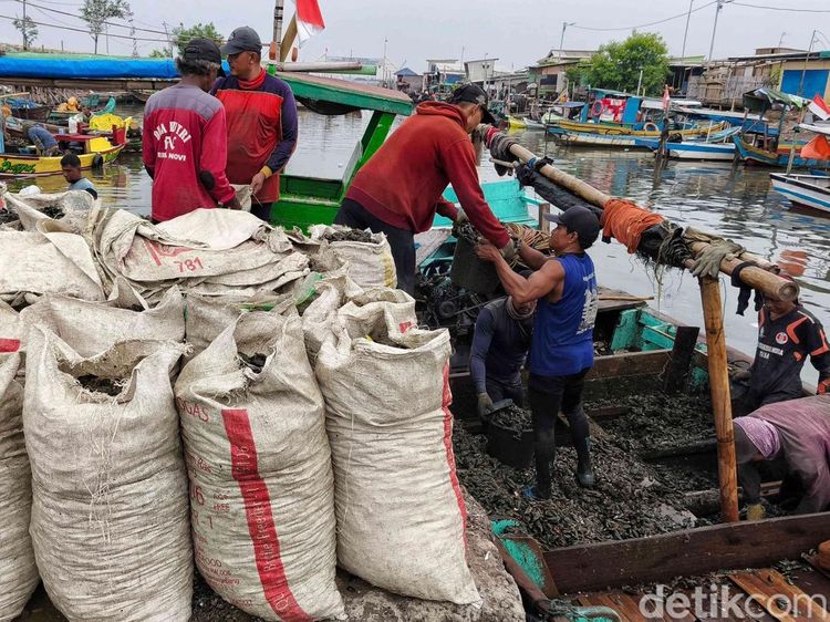 Nelayan Cilincing Gantungkan Hidup dari Kerang Hijau