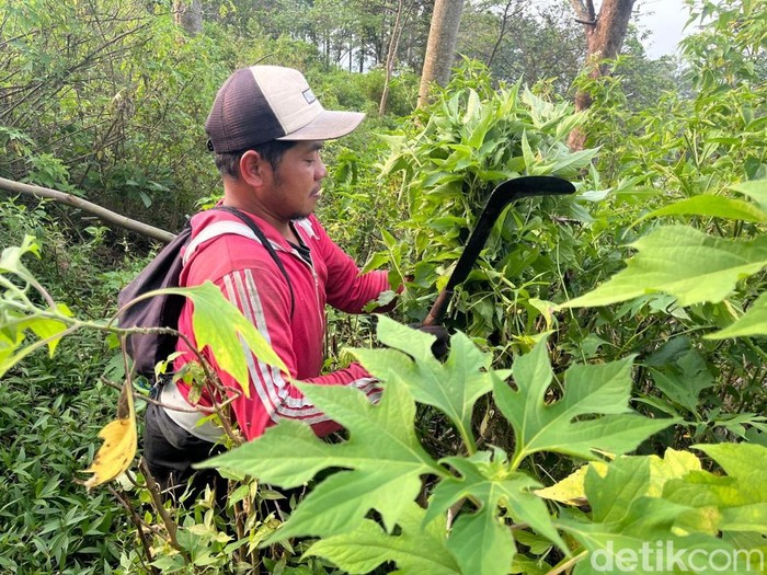 Suliswanto warga Pacet Penemu Pertama Potongan Tubuh TAS