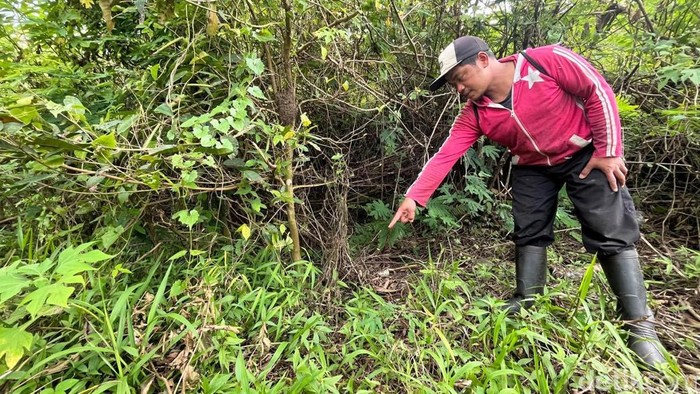 Suliswanto warga Pacet Penemu Pertama Potongan Tubuh TAS