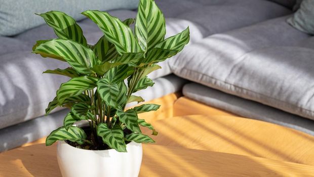Calathea Freddie (Calathea concinna) plant in modern interior house