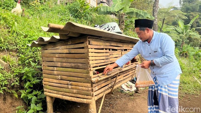 Sulis Memberikan Pakan Ayam