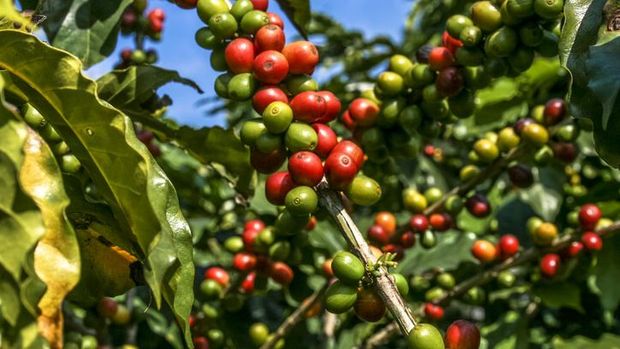 Tanaman kopi yang bisa dikonsumsi 4 Bagian Tanaman Kopi Ini Dapat Dikonsumsi, dari Daun hingga Biji