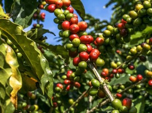 4 Bagian Tanaman Kopi Ini Dapat Dikonsumsi, dari Daun hingga Biji