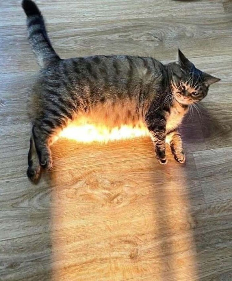 Lucu deh deretan foto kucing chubby berikut ini. Bisa bikin hati kalian meleleh nih.