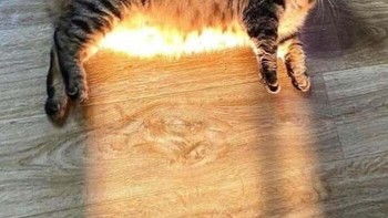 Aku bukan kucing, aku adalah senter. Foto: Bored Panda