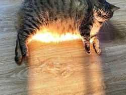 10 Foto Kucing Chubby di Media Sosial yang Bikin Hati Kamu Meleleh