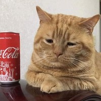 Lucu deh deretan foto kucing chubby berikut ini. Bisa bikin hati kalian meleleh nih.