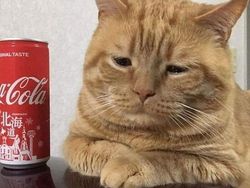 10 Foto Kucing Chubby di Media Sosial yang Bikin Hati Kamu Meleleh