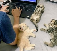 Lucu deh deretan foto kucing chubby berikut ini. Bisa bikin hati kalian meleleh nih.