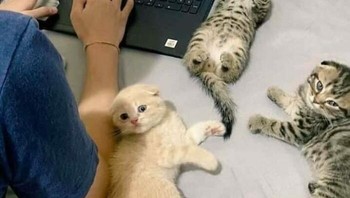 Lucu banget sih cing. Itu yang telentang pura-pura tidur kayaknya ya. Foto: Bored Panda