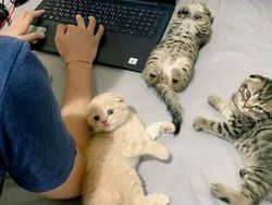 10 Foto Kucing Chubby di Media Sosial yang Bikin Hati Kamu Meleleh